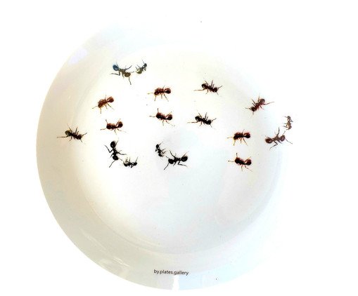Prato de Porcelana Formigas