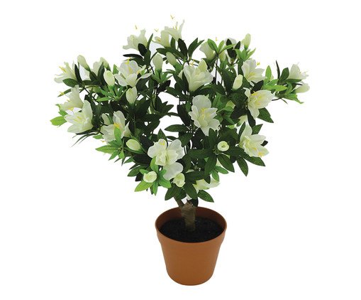 Planta Permanente Oliveira