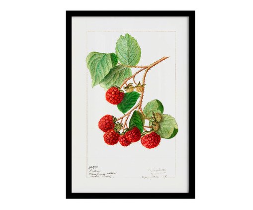 Quadro Framboesa Vintage com Moldura Preta