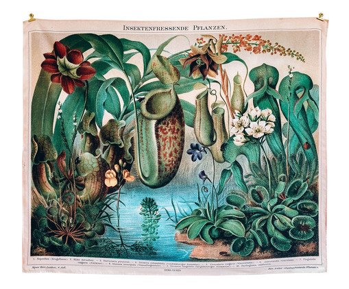 Bandeira Plantas Carnívoras