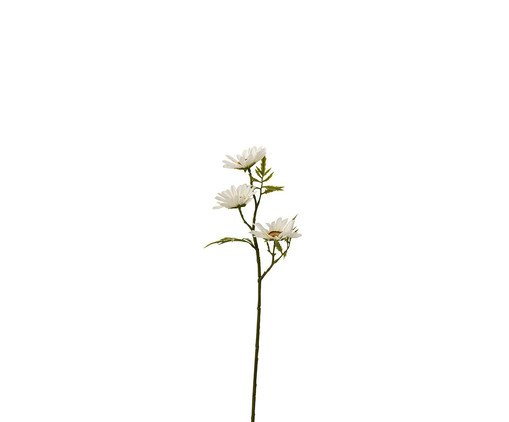 Planta Margarida Branca