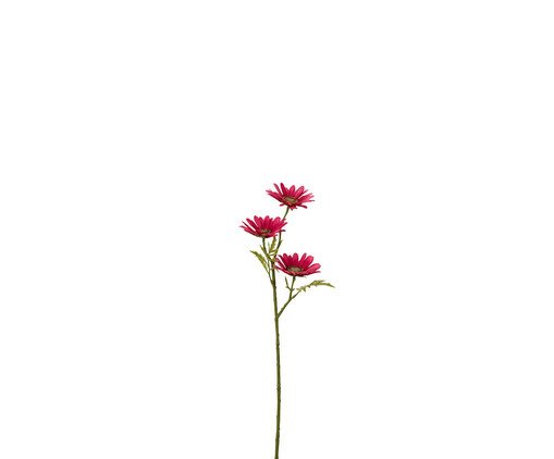 Planta Margarida Fucsia
