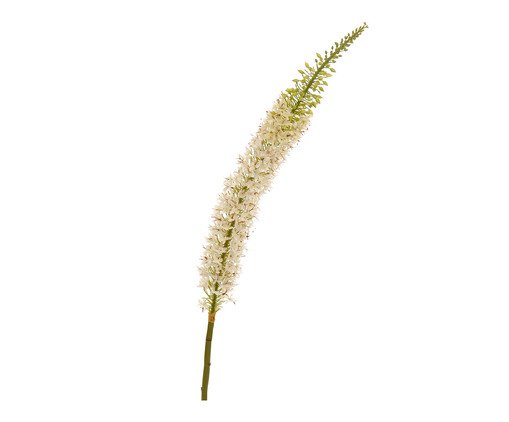 Planta Permanente Flor Emerus