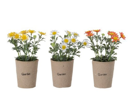 Planta Permanente Daisy Colorido