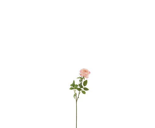 Planta Margarida Rosa Rosa