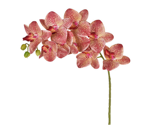 Planta Permanente Orquídea - Vinho