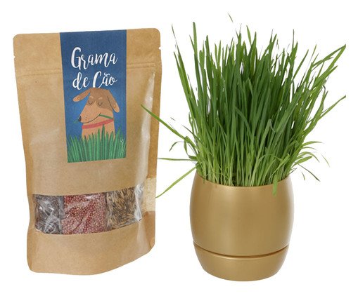 Jogo Cultivo Autoirrigavél Grama para Cão Dourado