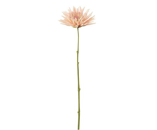 Planta Crisantemo Salmão