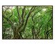 Quadro Save The Forest lV, Verde | WestwingNow