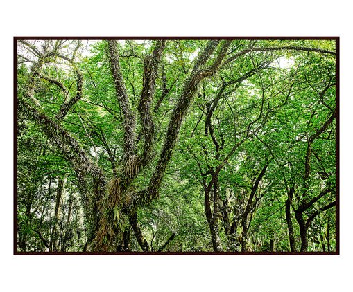 Quadro Save The Forest lV, Verde | WestwingNow