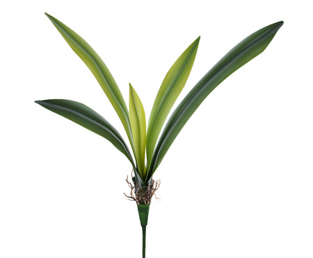 Planta Permanente Orquídea Real - Verde