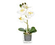 Planta Permanente com Vaso Arranjo Orquídea - Branca, Branco | WestwingNow