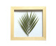 Quadro Palmeira Pinus - Hometeka, Colorido | WestwingNow