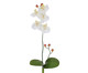 Planta Permanente Orquídea Cetim - Creme, Branco | WestwingNow