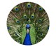 Jogo de Jantar em Cerâmica Eva - 04 Pessoas, Verde,Azul | WestwingNow