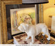 Base Luminária Cachorro Bulldog Inglês Juka Branco, Branco | WestwingNow