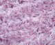 Tapete Studio Rosa, pink | WestwingNow