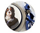 Prato de Porcelana Cavalier King Charles Spaniel Blue Stripes, Branco | WestwingNow