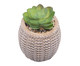 Cachepot Sisal com Suculenta II, marrom | WestwingNow