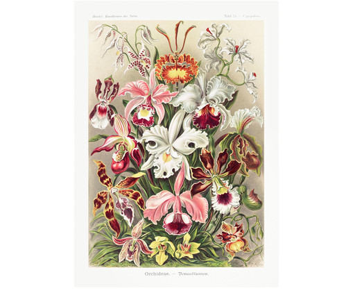 Quebra-Cabeça Museus 216 Peças - Orquídeas Ernst Haeckel, Colorido | WestwingNow