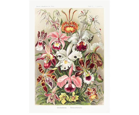 Quebra-Cabeça Museus 216 Peças - Orquídeas Ernst Haeckel