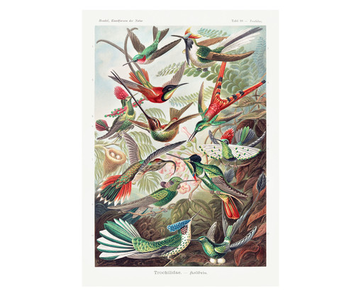 Quebra-Cabeça Museus 216 Peças - Beija-Flor Ernst Haeckel, Colorido | WestwingNow