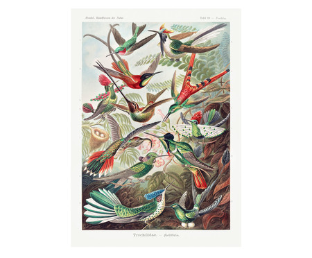 Quebra-Cabeça Museus 216 Peças - Beija-Flor Ernst Haeckel
