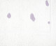 Toalha de Piso Dots Lilás e Off-White, lilac | WestwingNow