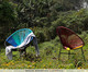 Cadeira Acapulco Caribe - Colorido, Multicolorido | WestwingNow