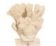 Adorno Coral Molie Off-White - 16X13cm, Colorido | WestwingNow