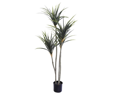 Planta Permanente Dracena Verde