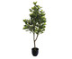 Planta Permanente Ficus Verde I, Verde | WestwingNow