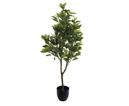 Planta Permanente Ficus Verde I