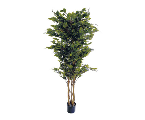 Planta Permanente Ficus Verde II, Verde | WestwingNow