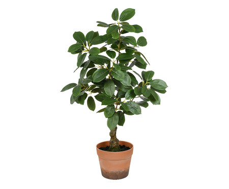 Planta Permanente Ficus Virens 3D Verde