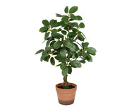 Planta Permanente Ficus Virens 3D Verde | WestwingNow