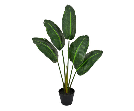 Planta Permante Folha Strelitzia Real Verde, Colorido | WestwingNow