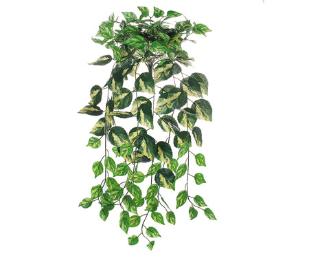 Planta Permanente Folhas Hedera