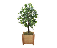 Planta Permanente Ficus Verde | WestwingNow