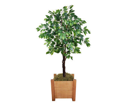 Planta Permanente Ficus Verde