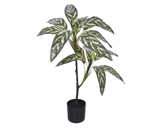 Planta Permanente Dracena Creme Verde, Colorido | WestwingNow