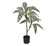 Planta Permanente Dracena Creme Verde | WestwingNow