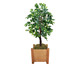 Planta Permanente Ficus Verde, Branco | WestwingNow