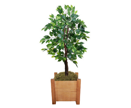 Planta Permanente Ficus Verde