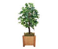 Planta Permanente Ficus Verde | WestwingNow