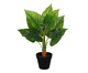 Planta Permanente Folhas Real Toque Caladium, Verde | WestwingNow