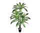 Planta Permanente Difenbachia Tropical, Verde | WestwingNow