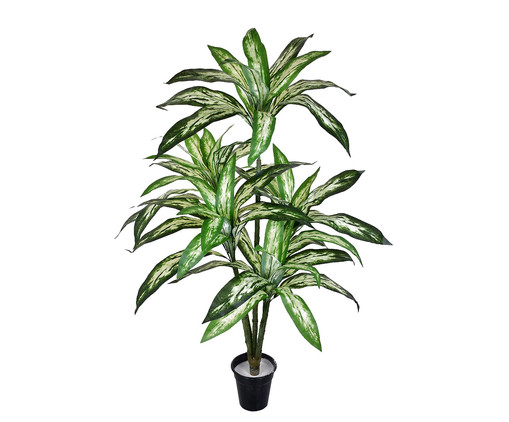 Planta Permanente Difenbachia Tropical, Verde | WestwingNow