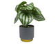 Vaso com Planta Folhagem My Garden Cinza, grey | WestwingNow