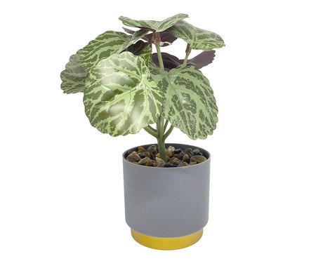 Vaso com Planta Folhagem My Garden Cinza | Westwing